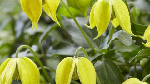 Clematis ‘Little Lemons’ Zo14100 est élue « Meilleure nouveauté » au salon néerlandais de la pépinière Plantarium 2019. (c)Plantarium